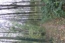 Bois des Châtenières